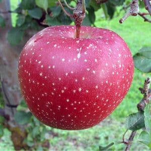 変色しにくいリンゴ「千雪」