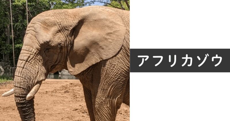 アフリカゾウの耳は大きくてうちわのような形