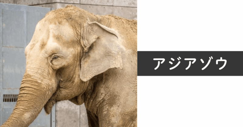 アジアゾウの耳は小さめで丸みのある形