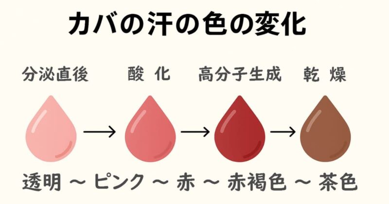 カバの汗の色は酸化によって透明～ピンク～赤～赤褐色～茶色と変化します