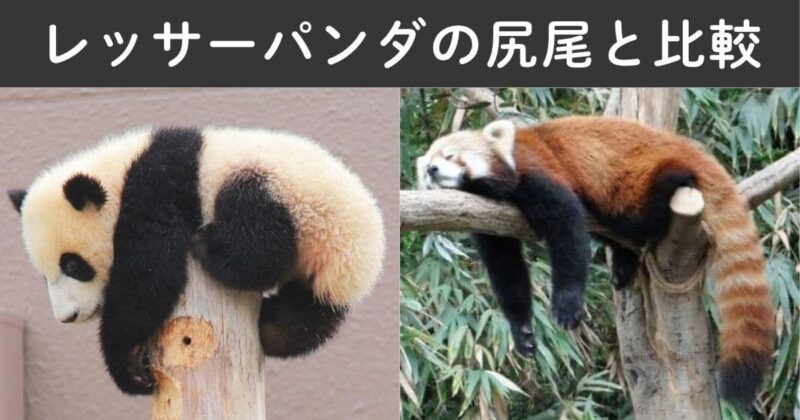 ジャイアントバンだの尻尾は短くレッサーパンダの尻尾は長い