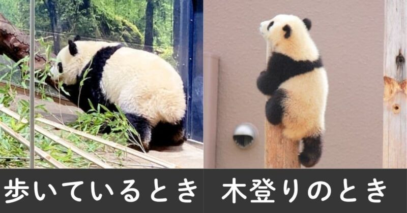 尻尾は歩いているとき、木登りをしているときに見えます